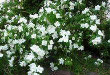 double Philadelphus