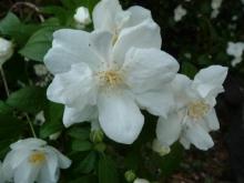 double Philadelphus