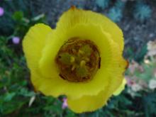 .Calochortus.luteus. 