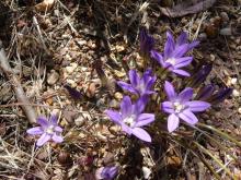 Brodiaea terrestris