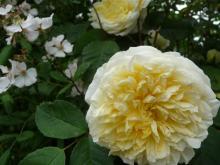 Rosa 'The Pilgrim'