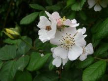 understock -?Rosa multiflora?