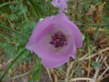 Calochortus splendens inside