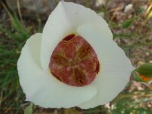 Calochortus - maybe - venustus