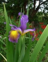 Spuria Iris Fergie's Poetry