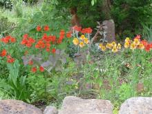 Alstroemeria hybrids