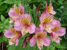 Pink Alstroemeria hybrid