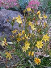 Triteleia ixioides