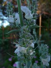 Salvia apiana