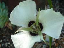 Calochortus umpquaensis