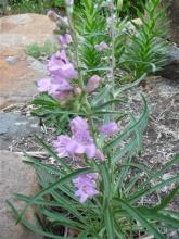 Penstemon unilateralis