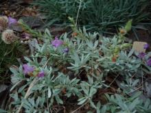 Penstemon californicus