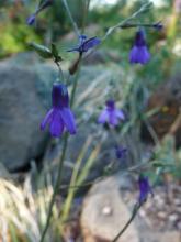 Conanthera campanulata