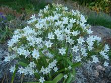 Triteleia laxa Silver Queen