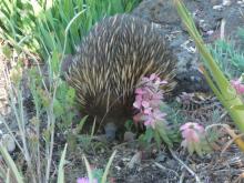 Tachyglossus aculeatus aculeatus