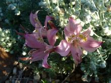 Alstroemeria hookeri