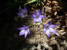 Triteleia laxa 