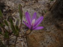 Brodiaea californica