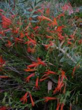 Penstemon.pinifolius