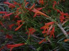 Penstemon.pinifolius