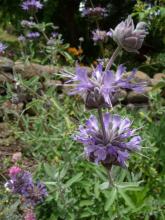 Salvia Celestial Blue