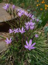 Brodiaea californica