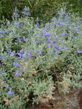 Salvia chamaedryoides