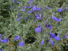 Salvia chamaedryoides