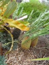 Banksia petiolaris