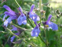 Salvia African Skies.close-up