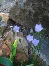 Campanula rotundifolia