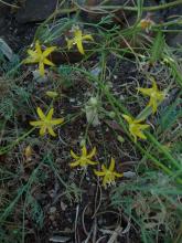 Bloomeria crocea