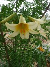 Lilium Golden Saint