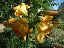 Lilium Saltarello