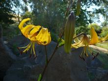 Lilium.leichtlinii.