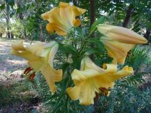 Lilium Saltarello