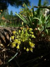 Allium flavum ssp tauricum, mid-yellow