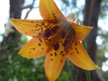 Cathy's Lilium.grayi