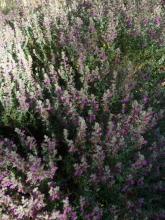 Teucrium marum