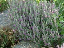 Teucrium marum