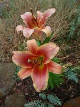 Lilium Orania