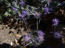 Eryngium