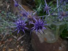 Eryngium ovinum