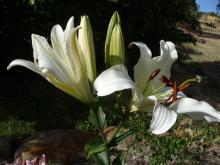 Lilium Ovation