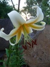 Lilium Mr Cas