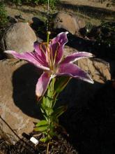 Lilium Canberra