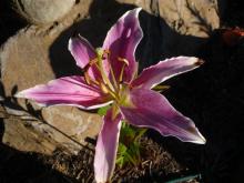 Lilium Canberra