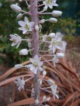 Urginea.maritima.