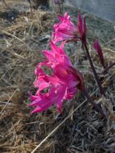 cerise Amaryllis belladonna