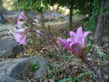 Amaryllis belladonna seedlings in flower